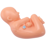 9th Month Fetal Development Model - Placenta Anatomy