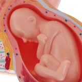 9th Month Fetal Development Model - Placenta Anatomy