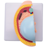 9th Month Fetal Development Model - Placenta Anatomy