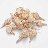 5pcs Natural Conch Shell Charms Pendant for DIY Jewelry Making