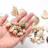 5pcs Natural Conch Shell Charms Pendant for DIY Jewelry Making
