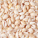 Spiral Shell Beads Oval Cowrie Shells for DIY Jewelry Making