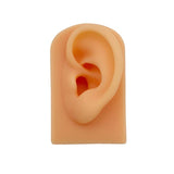 R3MC Silicone Ear Model for Piercings Practice 1:1 Display Stand