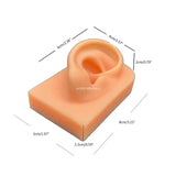 Silicone Ear Model for Hearing Aids 1:1 Human Ear Display