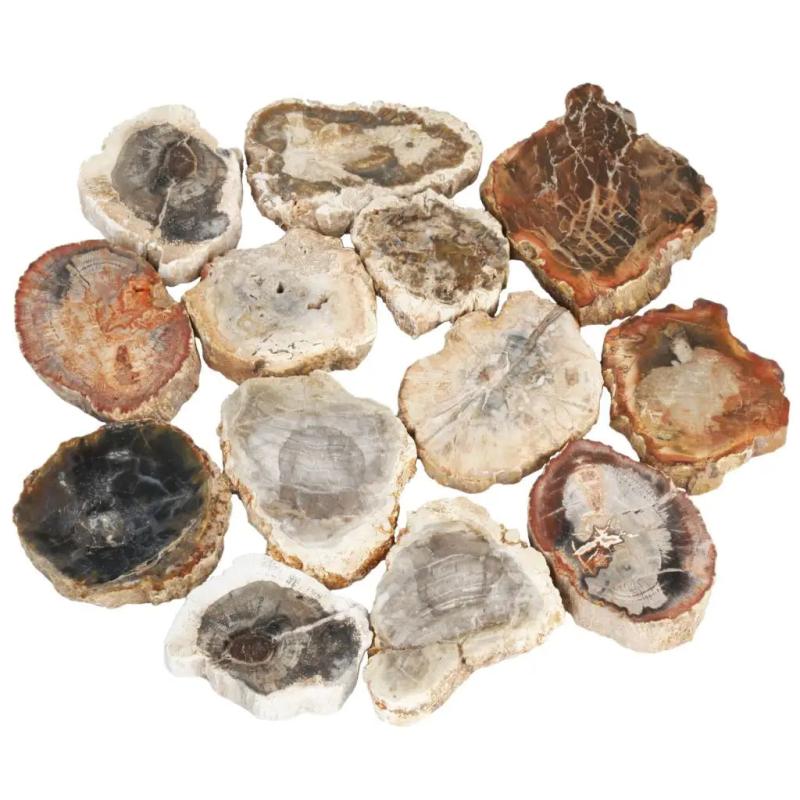 Natural Petrified Wood Stone Slab for Jewelry Making Home Decor