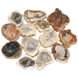 Natural Petrified Wood Stone Slab for Jewelry Making Home Decor