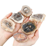 Natural Petrified Wood Stone Slab for Jewelry Making Home Decor
