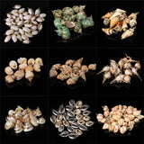 5 Natural Shell Charms Conch Cowrie Shells for DIY Jewelry Making