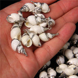 5 Natural Shell Charms Conch Cowrie Shells for DIY Jewelry Making