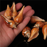5 Natural Shell Charms Conch Cowrie Shells for DIY Jewelry Making