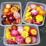 Chrysanthemum Dried Flower Fillings Material for Jewelry Making