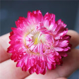 Chrysanthemum Dried Flower Fillings Material for Jewelry Making