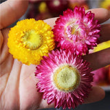 Chrysanthemum Dried Flower Fillings Material for Jewelry Making