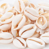 Natural Oval Shell Beads Without Holes Charm Cowrie Conch Loose Spacer Beads