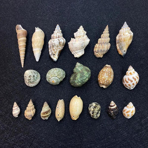 10pcs Natural Shell Conch Pendant Beach Decoration DIY Necklace Accessorie