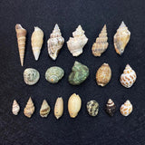 10pcs Natural Shell Conch Pendant Beach Decoration DIY Necklace Accessorie