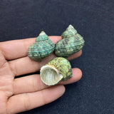10pcs Natural Shell Conch Pendant Beach Decoration DIY Necklace Accessorie