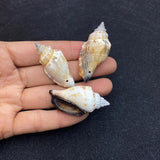 10pcs Natural Shell Conch Pendant Beach Decoration DIY Necklace Accessorie