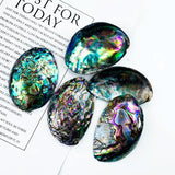 2pcs Abalone Paua Shell Pendants Sea Hand Craft DIY Jewelry Making