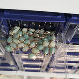 5pcs Amazonite Mineral Stone Water Drop Pendants for Jewelry Making