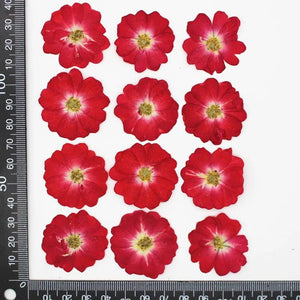 Rose Dried Flower Embossed Plant Specimens DIY Epoxy Material