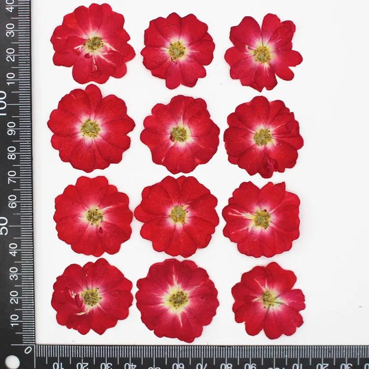 Rose Dried Flower Embossed Plant Specimens DIY Epoxy Material