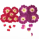 Rose Dried Flower Embossed Plant Specimens DIY Epoxy Material