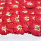 Rose Dried Flower Embossed Plant Specimens DIY Epoxy Material