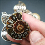 Wholesale 1 pc Natural Ammonite Shell Charm Pendant Beads for Necklace