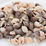 Natural Sea Snail Conch Beads for DIY Bracelet Necklace Jewelry