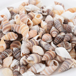 Natural Sea Snail Conch Beads for DIY Bracelet Necklace Jewelry