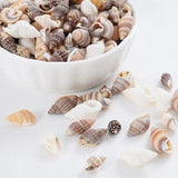 Natural Sea Snail Conch Beads for DIY Bracelet Necklace Jewelry