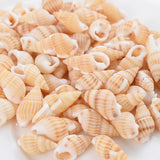 Natural Sea Snail Conch Beads for DIY Bracelet Necklace Jewelry