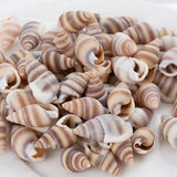 Natural Sea Snail Conch Beads for DIY Bracelet Necklace Jewelry