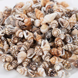 Natural Sea Snail Conch Beads for DIY Bracelet Necklace Jewelry
