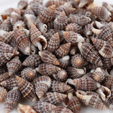 Natural Sea Snail Conch Beads for DIY Bracelet Necklace Jewelry