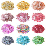 Natural Dyed Shell Fragments Irregular Shell Chip Beads for DIY