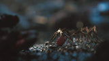Melisandre Red Robed Women's Ruby Necklace