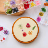 Dried Flowers Dry Plants for Resin Epoxy Necklace Craft DIY Nail Art