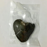 DIY Wish Oyster Locket Necklace Pink Purple Real Pearl Mussel Heart Pendant