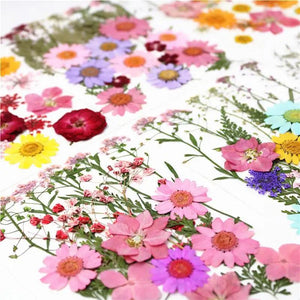 Real Dried Flower Dry Plants for Candle Resin Jewelry Craft DIY