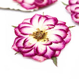 10pcs Real Dried Pressed Flowers DIY Craft Epoxy Resin Candle Soap Making