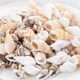 Small Conch Beads 20/40/60/80g Natural Sea Snail Beads For DIY Jewelry