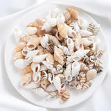Small Conch Beads 20/40/60/80g Natural Sea Snail Beads For DIY Jewelry