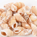 Small Conch Beads 20/40/60/80g Natural Sea Snail Beads For DIY Jewelry