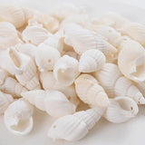 Small Conch Beads 20/40/60/80g Natural Sea Snail Beads For DIY Jewelry