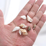 Small Conch Beads 20/40/60/80g Natural Sea Snail Beads For DIY Jewelry
