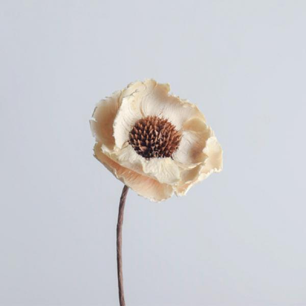 Natural Lotus Cotton DIY Dried Flower Party Home Decoration Accessories