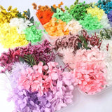 Natural Dried Flower Petal for DIY Mobile Phone Case Candle Crafts