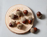 20pcs Natural Dried Flowers Nuts Real Acorns Wedding Party Home Decor DIY Box